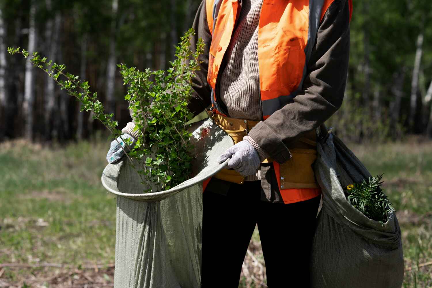 Best Tree Removal Near Me  in Apollo Beach, FL